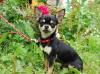 Превью Щенкок чихуахуа палево-белый Санкт-Петербург - 4