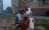 Превью Котик-полосатик ищет дом Нижний Новгород - 2