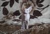 Котята канадского сфинкса в Санкт-Петербурге превью 1237296.