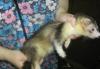 Хорьки щенки стандарт и экзоты превью 1230825.