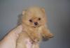 Шпиц  померанский супер мини превью 1238336.