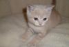 Британский котик превью 1238378.