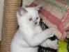 Продается котенок британец колор-пойнтового окраса превью 1238441.