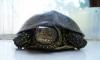 Продам болотную черепаху превью 1238573.