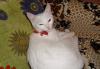Белая кошечка Нюша превью 1238601.