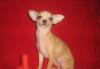 Чихуахуа превью 1239027.