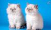 Элитные гималайские котята от интерчемпиона превью 1239665.