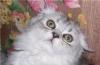 Британские и шотландские вислоухие   котята превью 1239788.