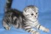 Шотландские вислоухие котята мраморного окраса превью 1239940.