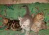 Шикарные британские котята превью 1240014.