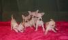 Чихуахуа щенки превью 1241081.