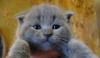 Голубые плюшевые котята, 1,5 мес превью 1241320.