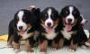 Щенки Бернского Зенненхунда превью 1241621.