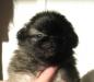 Пекинеса щенка 2 мес. недорого продаю превью 1242610.