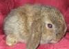 Крольчата вислоухие барашки(агути,японские) превью 1242878.