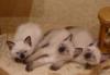 Тайские (старотипные сиамские) котята превью 1242958.