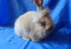 Крольчата карликовые ангорские превью 1240389.