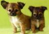 Продаются щенки породы чихуахуа(дш) превью 1243216.