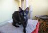 Отдам котенка в добрые руки превью 1243851.
