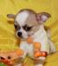 Щенок чихуахуа мини.Красавчик чишка-мальчишка превью 1243956.