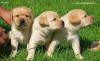 Щенки лабрадора превью 1244162.