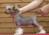 Щенки китайской хохлатой мини и стандарт превью 1244422.