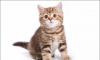 Превью Британские котята plush CATxRU Москва - 1