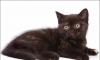 Превью Британские котята plush CATxRU Москва - 4
