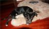 Превью Очаровательный щенок даром Москва - 2