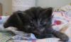 Отдаю котят редкого окраса превью 1245250.