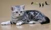 Британский котик черный мрамор на серебре превью 1245252.