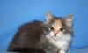 Голубокремовая кошечка, 1,5 мес превью 1245648.