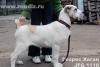 Превью Среднеазиатская овчарка щенки, питомник "Геарес" Москва - 2