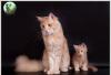 Превью Продается Супер Кот Породы Мейн-Кун Москва - 1