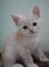 Продам очаровательного котенка превью 1246243.
