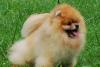 Превью Щенки шпица Москва - 2