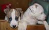 Щенки Американского Стаффордширского терьера превью 1246434.