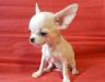 Чихуахуа, чихуа продажа щенков превью 1246637.