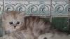 Превью Плюшевые Шотландские котята  хайленды и страйты Москва - 4