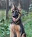 Немецкая овчарка - длинношёрстная девочка варя превью 1247099.