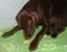 Щенки лабрадора  палевого и шоколадного окраса превью 1247375.