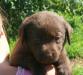 Щенки Лабрадора коричневого окраса () превью 1248364.