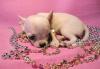 Чихуахуа, чихуа продажа щенков превью 1248813.