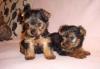 Щенки йоркширского терьера превью 1249458.