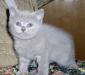 Приглашаем Вас выбрать себе котенка превью 1249849.