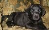 Щенки лабрадора от чемпиона превью 1250170.