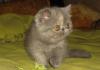 Экзотический котенок превью 1251212.