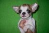Щенок чихуахуа превью 1251246.