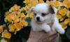 Маленькая собачка с большим сердцем превью 1251490.
