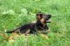 Нем.овчарки щенки превью 1252056.
